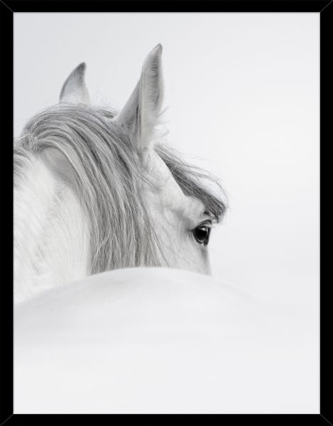 Poster WHITE HORSE